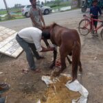 समरेर ब्लाक में लगे ब्लेड वाले तारों से घोड़ा जख्मी,अफसरों ने नही किया रेस्क्यू