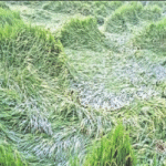 बदायूं में दूसरे दिन भी बूंदाबांदी से ठंड बढ़ी,, तापमान में आई गिरावट,मौसम ने ली करवट