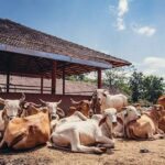 अलापुर व क्षेत्र वासियों को मिलीं कान्हा गौशाला की बड़ी सौग़ात