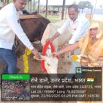 गोवर्धन पूजा के अवसर पर गायों का पूजन विधि रूप से गुण को खिलाकर किया गया