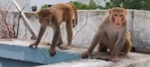 Screenshot 2025-11-23 170541