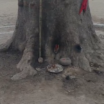 बदायूं में नीम के पेड़ की जड़ में रहस्यमयी ढंग से आग लगी,लोग कर रहे पूजा-पाठ, आस्था या अंधविश्वास?