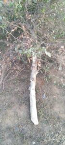 WhatsApp Image 2026-01-12 at 6.16.42 PM