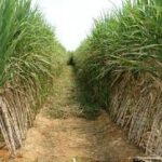 गन्ने की आपूर्ति कराई जाएगी सुनिश्चित,औने पौने दामों पर ना बेच किसान