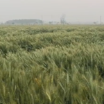 बदायूं में बे मौसम गरज-चमक के साथ बारिश, तापमान में गिरावट से मौसम सुहावना,किसानों की बढ़ी चिंता