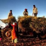 72 घंटे में फसल नुकसान की सूचना दें किसान