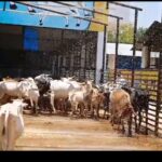 चित्रकूट की श्री सदगुरु गौ शाला अपनी अनोखी व्यवस्था को लेकर बनी चर्चा का विषय
