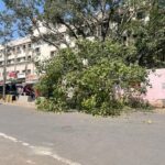 बदायूँ के परशुराम चौक स्थित मंदिर का पीपल का विशाल वृक्ष गिरा, टला बड़ा हादसा